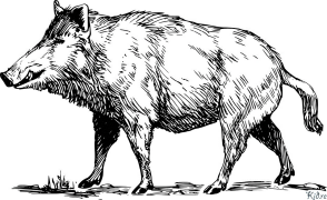 warthog মুদ্রণযোগ্য রঙের পাতাmudraṇayōgya Raṅēra Pātā